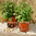 1 Potato Planting Bag, Vegetable Planter, Orange Grow Bag, Tub, Patio Planter