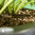 Slug Gone Wool Pellets 1 Litre Organic Slug Repellent / Control