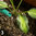 Slug Gone Wool Pellets 1 Litre Organic Slug Repellent / Control