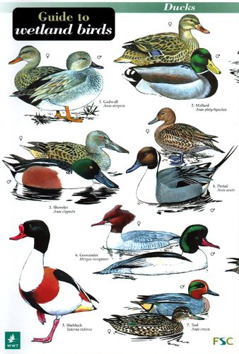 Laminated Field Guide WETLAND BIRDS
