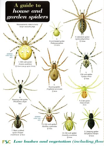 Laminated Field Guide HOUSE AND GARDEN SPIDERS