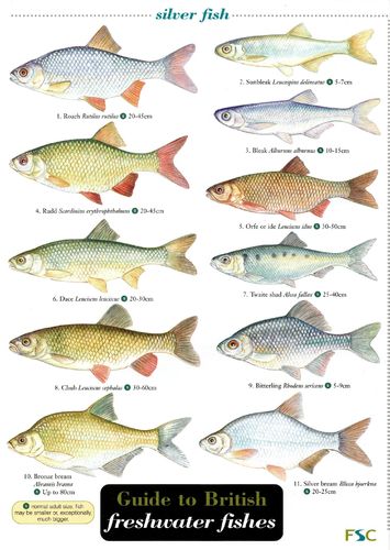 Laminated Field Guide FRESHWATER FISHES