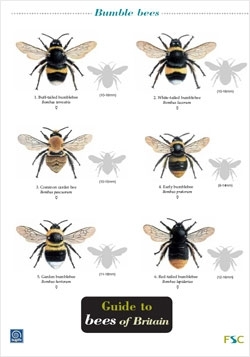 Laminated Field Guide BEES - Bumble & Solitary Bee Guide