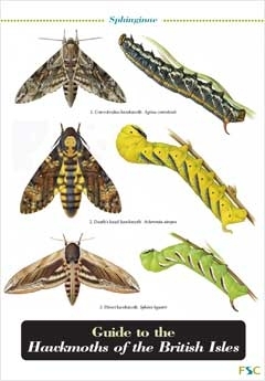 Laminated Field Guide HAWKMOTHS - Moths, Caterpillars