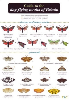 Laminated Field Guide DAY FLYING MOTHS