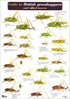 Laminated Field Guide GRASSHOPPERS & ALLIED INSECTS
