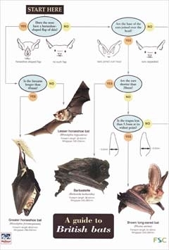 Laminated Field Guide BATS - Bat Guide Incl. Detector Frequencies