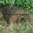 Hogitat Hedgehog House / Home, Small Mammal Nest / Habitat