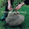 Natural Jute Hessian Fabric for Frost Protection &amp; Rootballing