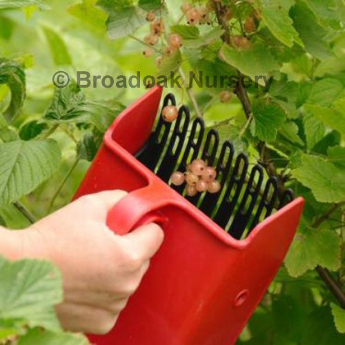SMALL BERRY PICKER for Quick and Easy Fruit Harvesting Blackcurrants, 