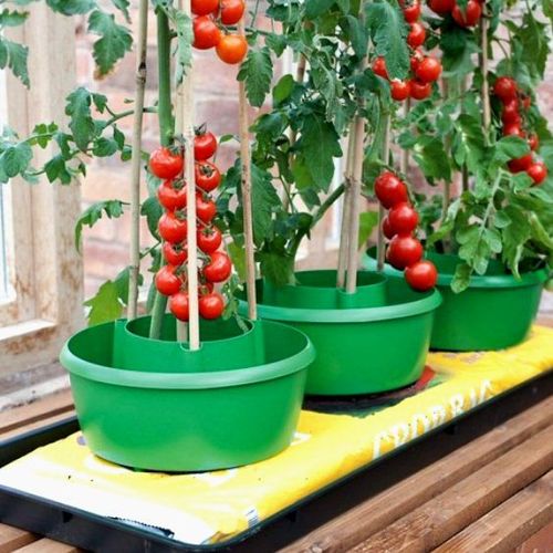 3 Plant Halos, Watering & Support Solution for Grow Bags, Raised Beds