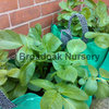 1 Potato Planting Bag, Vegetable Planter, Grow Bag, Tub, Patio Planter