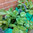 1 Potato Planting Bag, Vegetable Planter, Grow Bag, Tub, Patio Planter