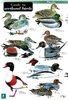 Laminated Field Guide WETLAND BIRDS