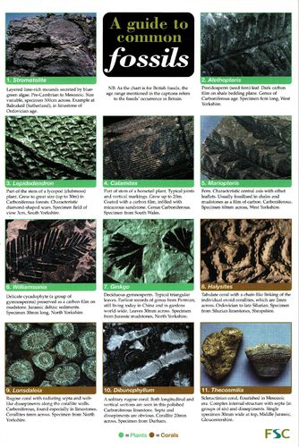 Laminated Field Guide FOSSILS